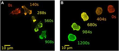 Spontaneous transitions between amoeboid and keratocyte-like modes of migration